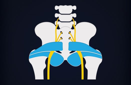 Piriformis-img